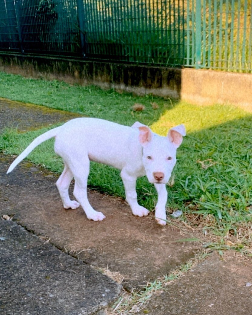 xxl pitbull for sale