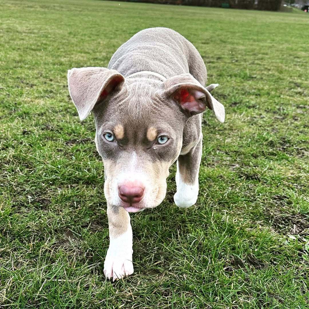 red nose pitbull for sale