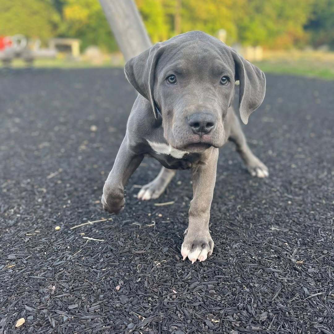 pitbull for sale near me