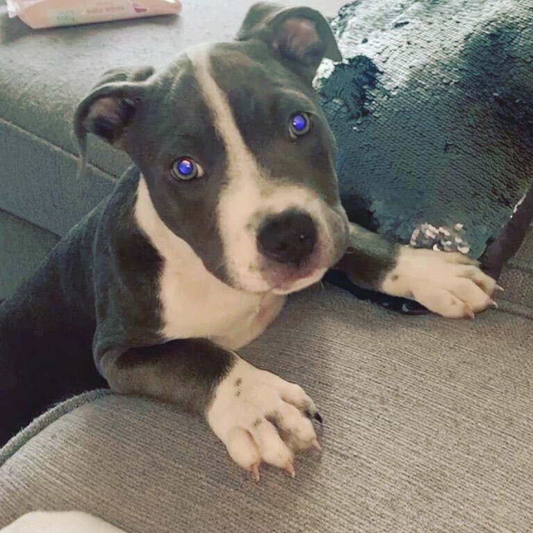 AKC pitbull for sale