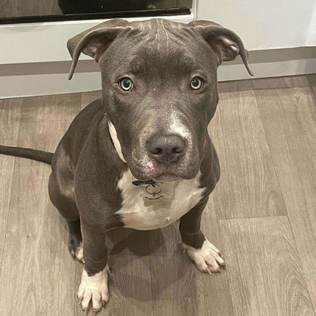 american pitbull terrier for sale